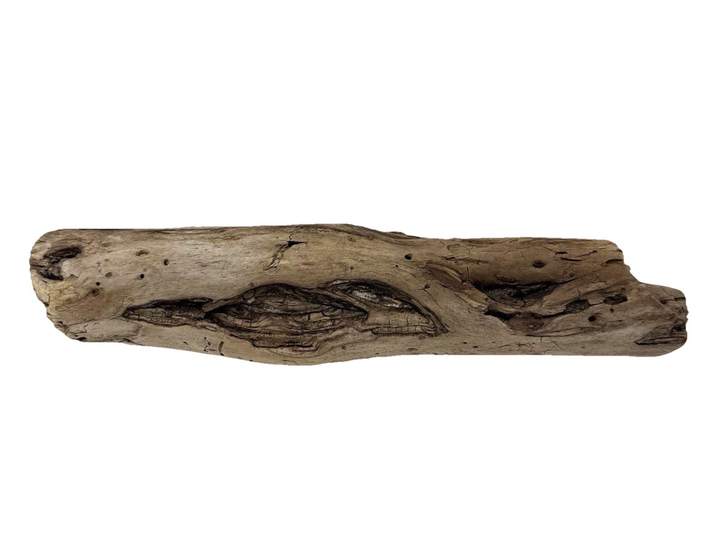 California Coast Driftwood Log – Sculpted Erosion Cavities 14” Natural